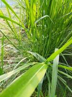 napier gras teelt methoden en voedingswaarde eigendommen 1. invoering van gras variëteiten 2. voedingswaarde eigendommen en toepassingen van deze gras 3. gras stekken en zaden foto