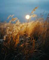 ai gegenereerd zonsondergang in een veld- met riet in de stralen van de instelling zon foto