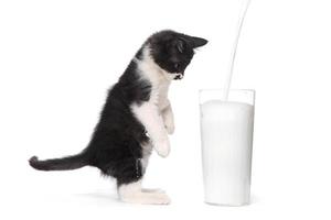 schattig katje kijken naar melk gieten in een glas foto