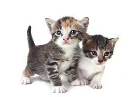schattige pasgeboren baby kittens gemakkelijk geïsoleerd op wit foto