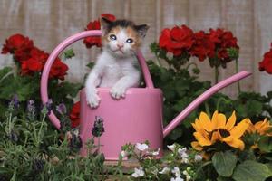 schattig 3 weken oud babykatje in een tuinomgeving foto