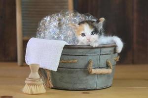 kitten in een badkuip met bubbels foto