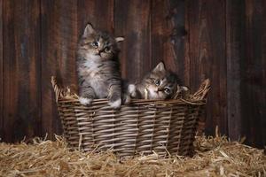 schattige schattige kittens in een schuur met hooi foto