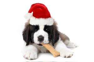 sint bernard puppy met kerstmuts foto