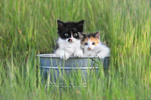 kittens buiten in hoog groen gras