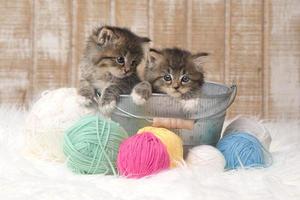 kittens met bolletjes garen in studio