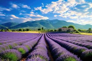ai gegenereerd lavendel veld- in Provence, Frankrijk Bij zonsondergang, een expansief lavendel veld- onder de provence zon, ai gegenereerd foto