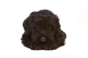 kleine zwarte russische terriër puppy op witte achtergrond