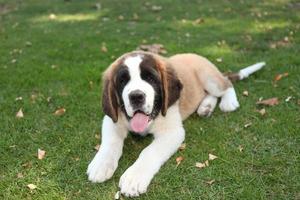 puppy hondje buiten in het gras foto