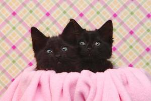 schattige zwarte kittens op roze mooie achtergrond foto