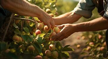 ai gegenereerd perziken in een hand,. perziken Aan een boom, perzik boom in de tuin, oogst voor perziken, detailopname van handen plukken omhoog van perziken foto