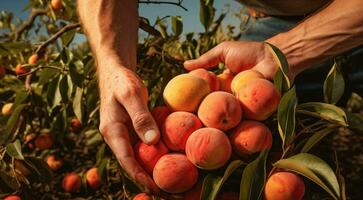 ai gegenereerd perziken in een hand,. perziken Aan een boom, perzik boom in de tuin, oogst voor perziken, detailopname van handen plukken omhoog van perziken foto