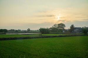 rijst- veld- met zonsondergang lucht achtergrond. foto