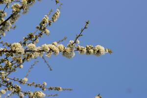 prunus avium bloeiend kers. kers bloemen Aan een boom Afdeling foto