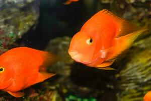 Scaridae rood in de aquarium foto