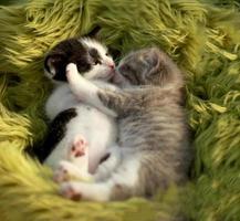 kittens buiten knuffelen in natuurlijk licht foto