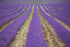 geweldig landschap, verbazingwekkend zomer landschap van bloeiend lavendel bloemen, vredig visie, landbouw toneel. mooi natuur achtergrond, inspirerend concept. platteland bloeiend bloemen veld- foto