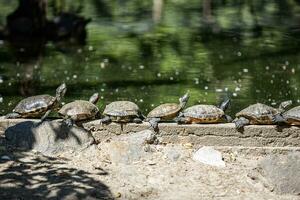 grappig foto, schildpadden bekleed omhoog zonnen Aan de rand van de vijver. dierentuin natuur, buitenshuis dier achtergrond foto
