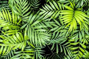 mooi helder palm blad detailopname voor structuur of achtergrond. verbazingwekkend natuur macro. tropisch palm bladeren, bloemen patroon. vers groen natuurlijk patroon. ontspannende vredig tropisch weelderig gebladerte behang foto