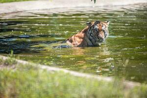 dierentuin tijger geniet een bad in de water, de tijger zwemt. dierentuin dier portret foto