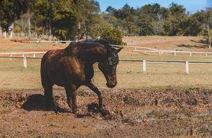 zwart paard in de modder van de boerderij. foto