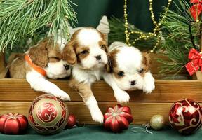 schattig klein cavalier koning Charles spaniel puppy's met Kerstmis decoraties foto