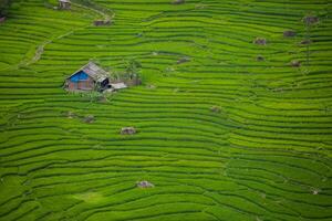 groen van rijst- terras Aan heuvel van berg foto