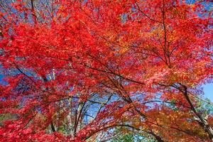 kleurrijk van boom in herfst seizoen foto