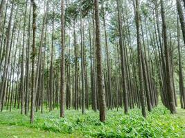 hoog van boom in hout Woud Aan groen gras foto