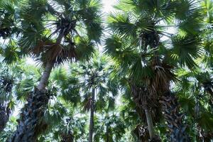 grog palm boom Aan boerderij foto