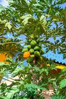 biologisch groen papaja fruit boom foto