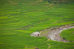 groen van rijst- terras Aan heuvel van berg foto