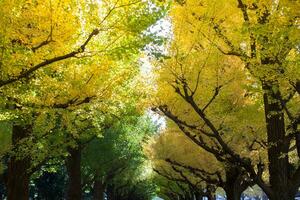 kleurrijk van boom in herfst seizoen foto