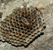 wesp nest met wespen zittend Aan het. wespen Pools. de nest van een familie van wespen welke is genomen een detailopname foto