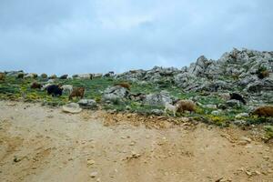 schapen en geiten grazen Aan de hellingen van de bergen. begrazing vee. foto