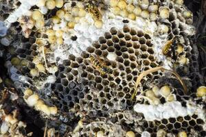 vernietigd horzel nest. getrokken Aan de oppervlakte van een honingraat horzel nest. larven en poppen van wespen. vespula vulgaris foto