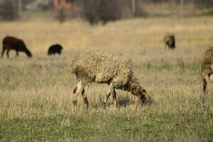 schapen in de wei foto