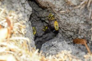 wespen vlieg in hun nest. nerts met een esp nest. ondergronds foto
