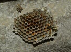 wesp nest met wespen zittend Aan het. foto
