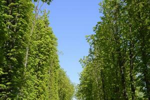 steeg van paard kastanjes tegen de blauw lucht. groen bomen in de de lente. Doorzichtig lucht. foto