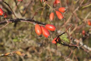 heupen struik met rijp bessen. bessen van een dogrose Aan een struik. fruit van wild rozen. netelig hondsroos. rood roos heupen. foto