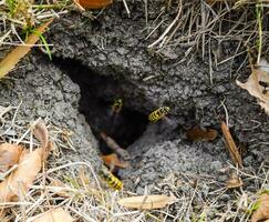 wespen vlieg in hun nest. nerts met een esp nest. ondergronds foto