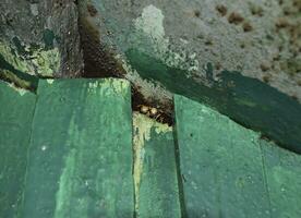 twee wespen kijken uit van de barst in de dak. mannetjes van wespen. foto