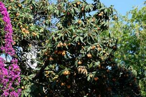 bougainvillea boom en loquat Aan de straat in Antalya bougainvillea glabra foto