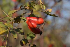 heupen struik met rijp bessen. bessen van een dogrose Aan een struik. fruit van wild rozen. netelig hondsroos. rood roos heupen. foto