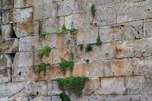 de muur van de vesting verborgen. planten Aan de oud muur van kalksteen. foto