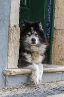 achtergelaten hond in de stad foto