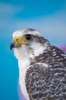 slechtvalk roofvogel foto