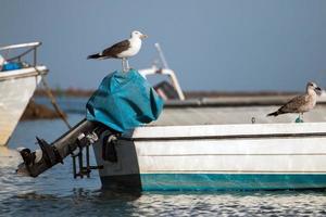 verankerde boot met meeuwen. foto