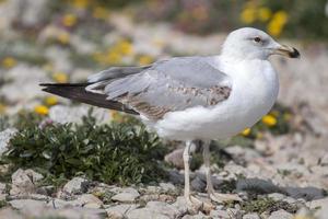 jonge meeuwen bij de kliffen foto